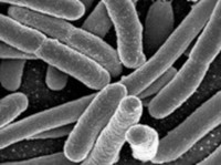 Thumbnail image for e. coli 04.1810.jpg